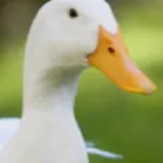 Duck sounds