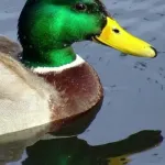 Duck sounds