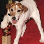 Uggie