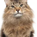 Tonic the Cat