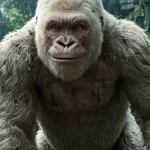 Kiko (Universal)