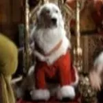 Santa Paws