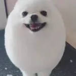 Eggdog