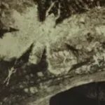 Mothra (MonsterVerse)