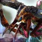 Mothra (MonsterVerse)