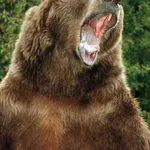 Bart the Bear