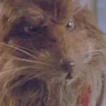 Master Splinter (TMNT)