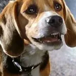 Lou (Cats & Dogs)