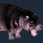 Hexaprotodon