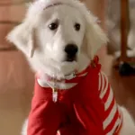 Puppy Paws (Santa Buddies)