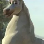 Stallion Donkey
