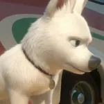Bolt