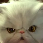 Mr. Tinkles