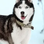 Siberian Husky