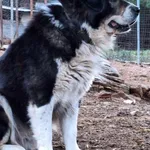 Greek Shepherd