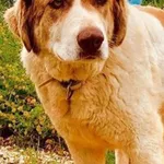 Greek Shepherd