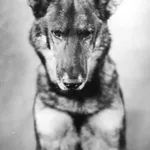 Rin-Tin-Tin