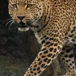 African Leopard