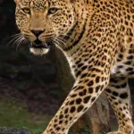 African Leopard