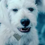 Jolene the Dog