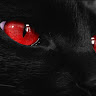 Mr.Shadow Cat