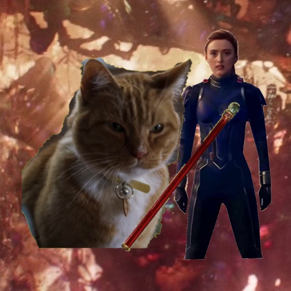 Gwen the cat