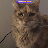 Ashley Kitty1234