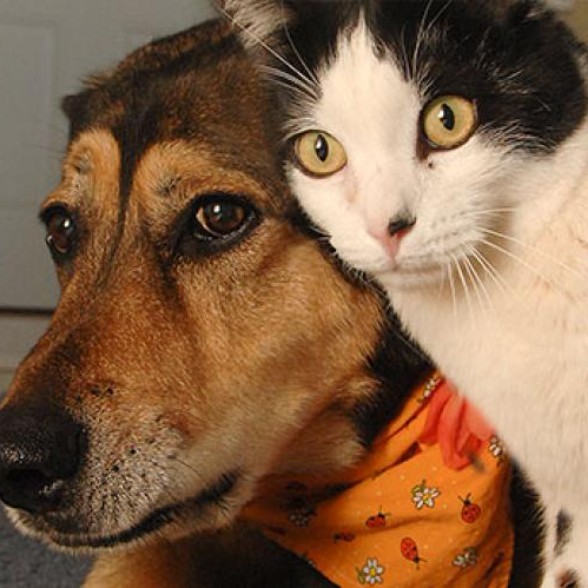 CATMEOW DOGBARK