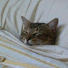 Bob Boobbyy