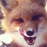 Chill Foxx