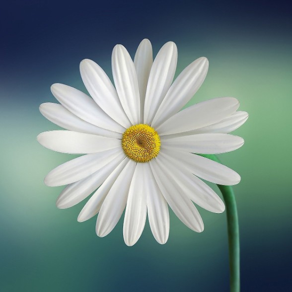 Marquerite Flower