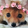 Foxy unique
