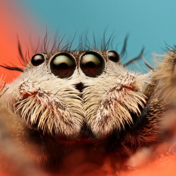 arachnidstar