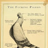 Pigeon Mozzie