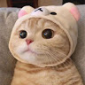 A Cat