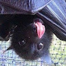 Fruit Bat