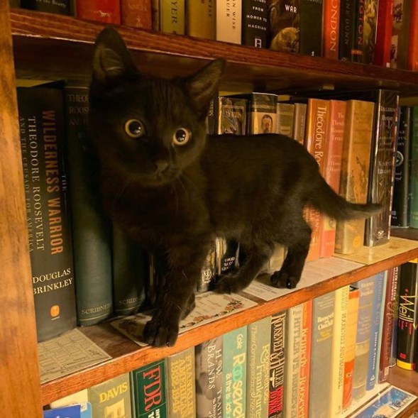 Nora Meow