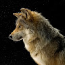 Kris de WIld