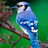 Jay