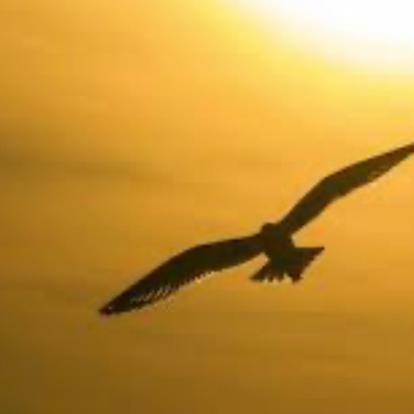 Birdie