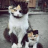 That Cat