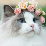 Petal 2580