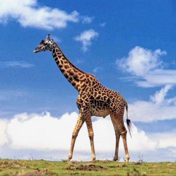 Mr Giraffe Lover