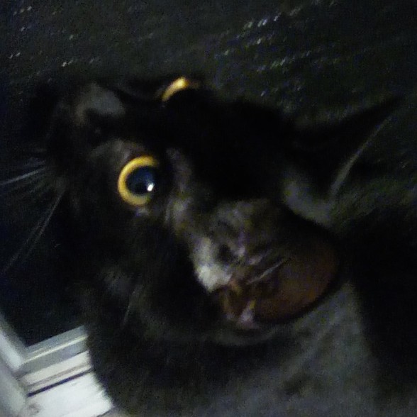kittyscissorpaws