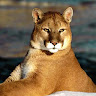 Puma Kaji