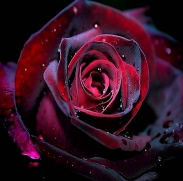 redroses92