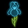 Iris Hull