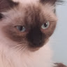 cat of destiny