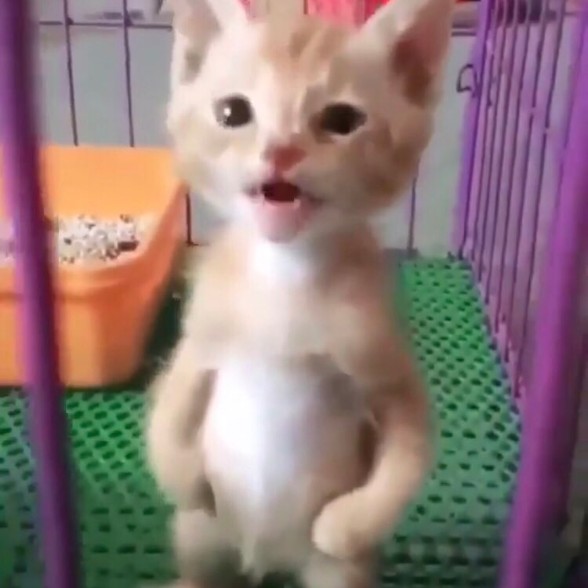 Orange Baudelaire