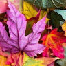 Autumn Leaves